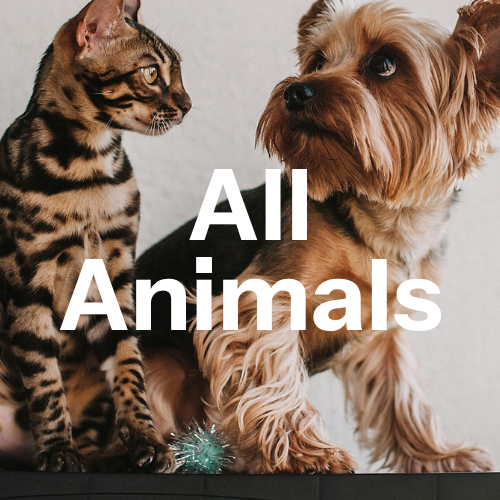 All Animals