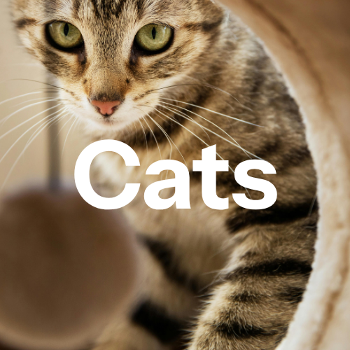 Cats - All