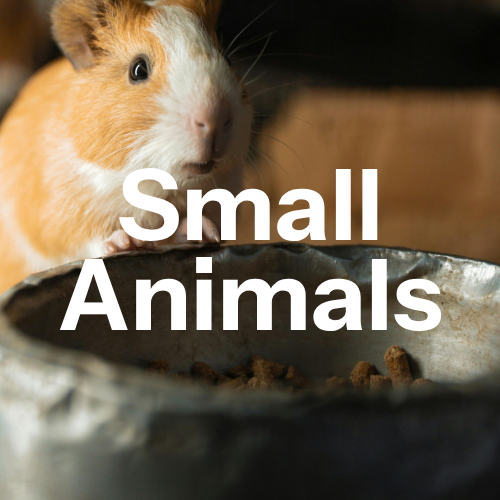 Small Animals - All